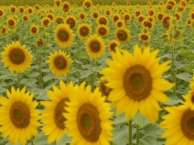 Подорожание подсолнечника грозит остановкой мелких перерабатывающих заводов